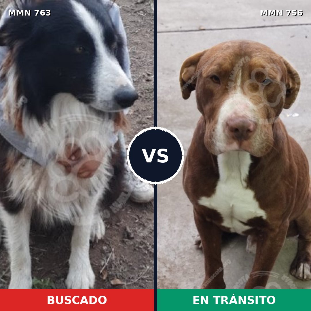 Comparativa MMS 13068: mascota perdida y mascota encontrada, 36% de similitud