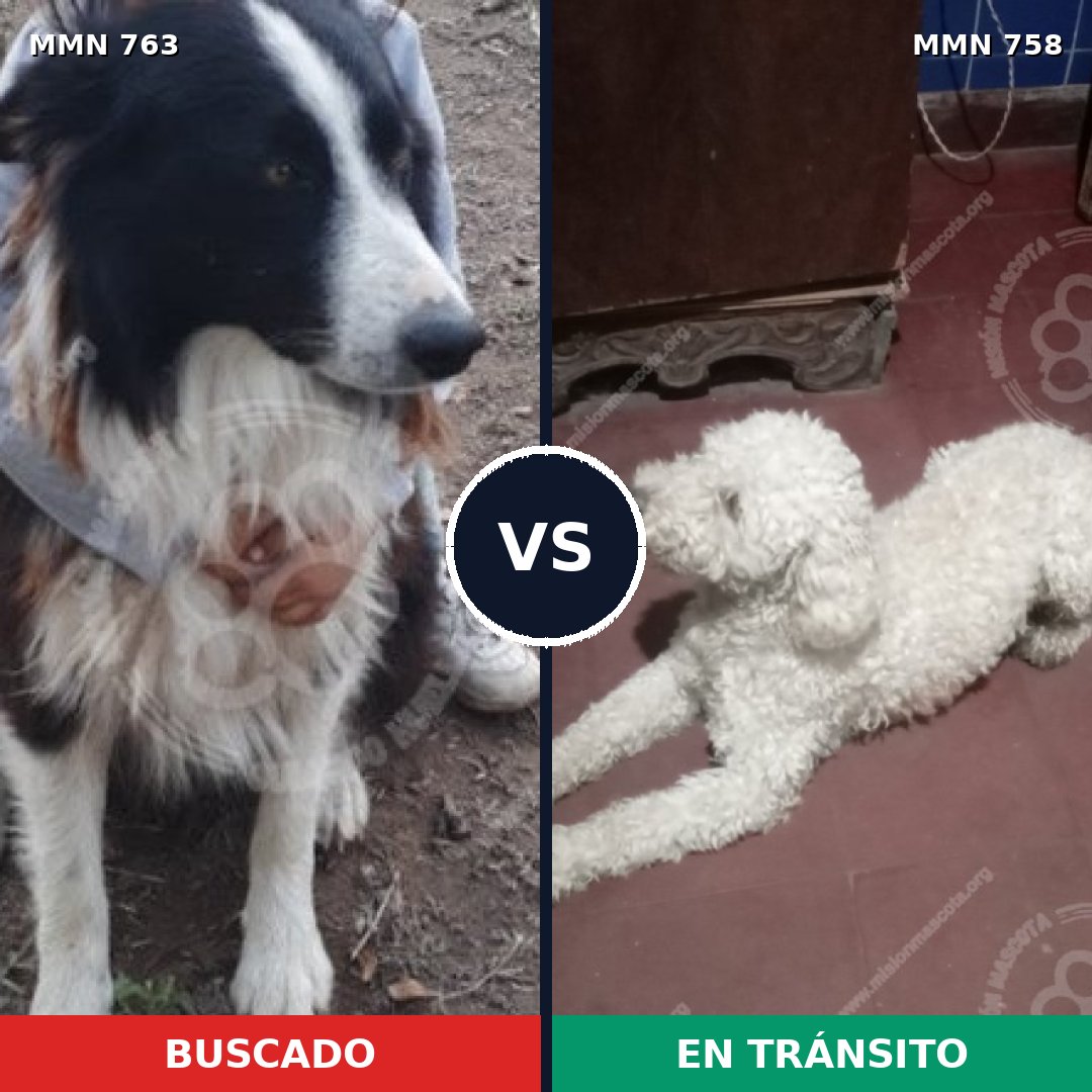 Comparativa MMS 13069: mascota perdida y mascota encontrada, 34% de similitud