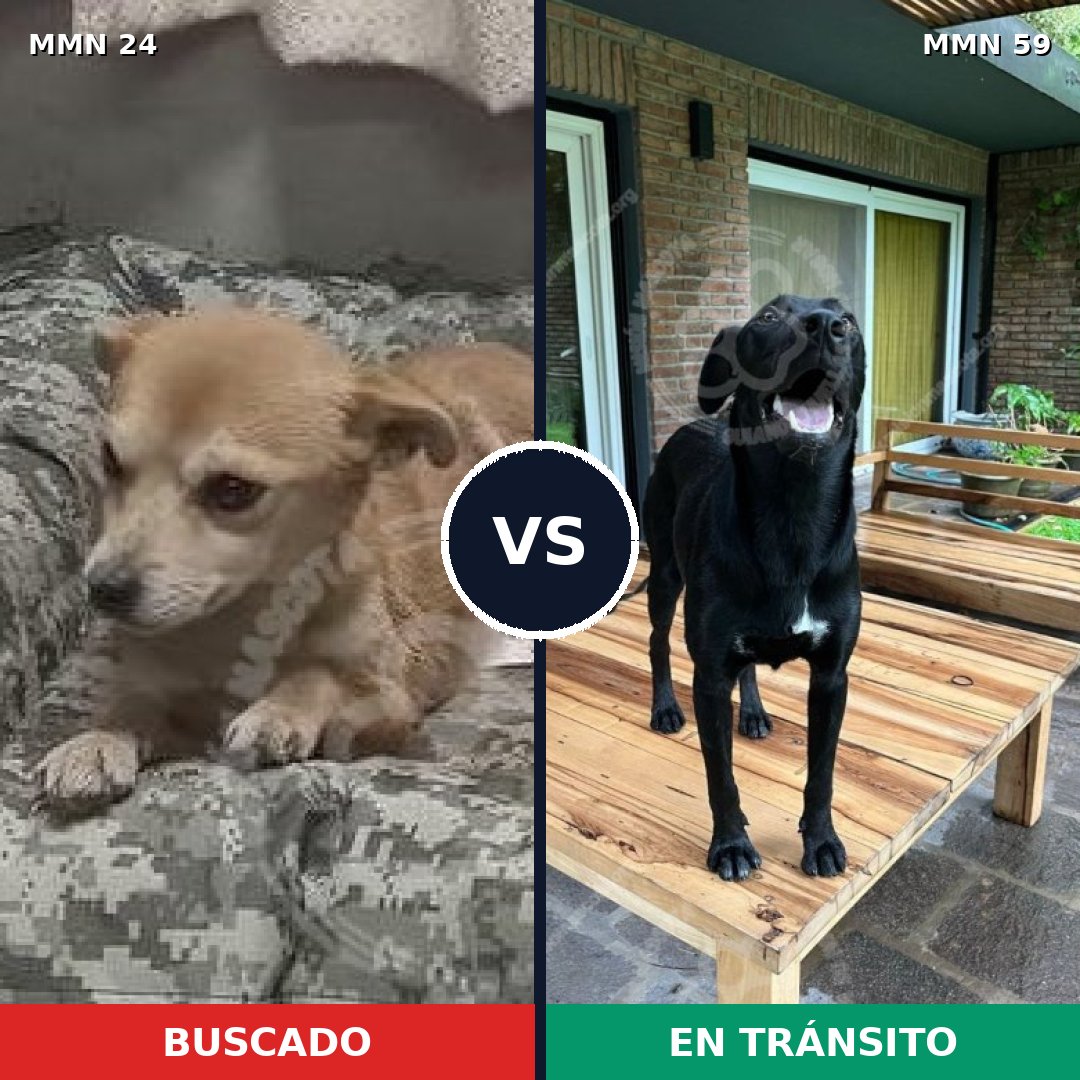 Comparativa MMS 1307: mascota perdida y mascota encontrada, 43% de similitud