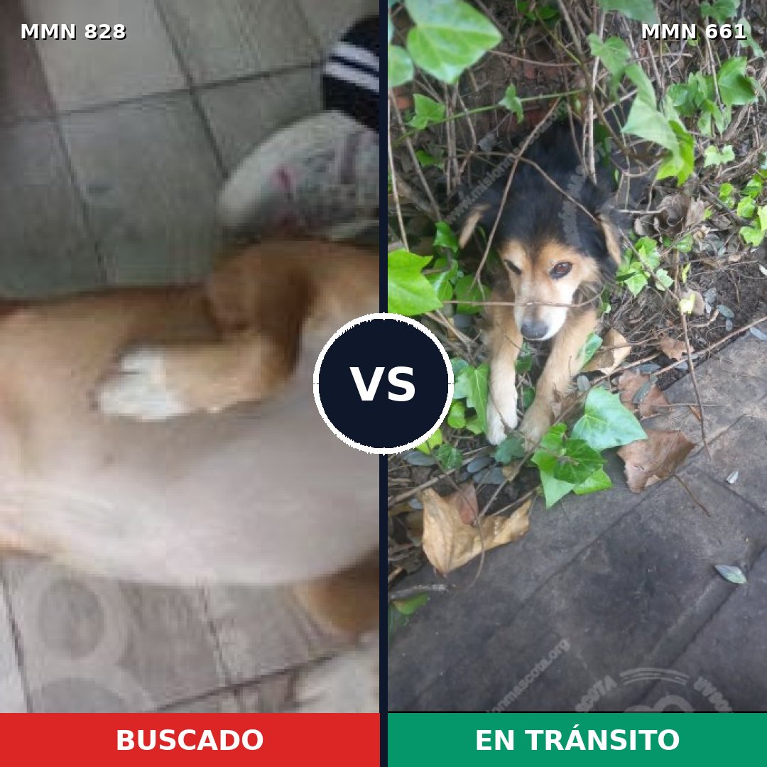 Comparativa MMS 13073: mascota perdida y mascota encontrada, 37% de similitud