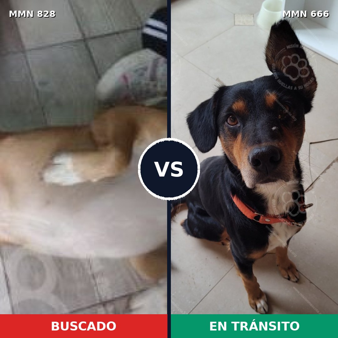 Comparativa MMS 13075: mascota perdida y mascota encontrada, 50% de similitud