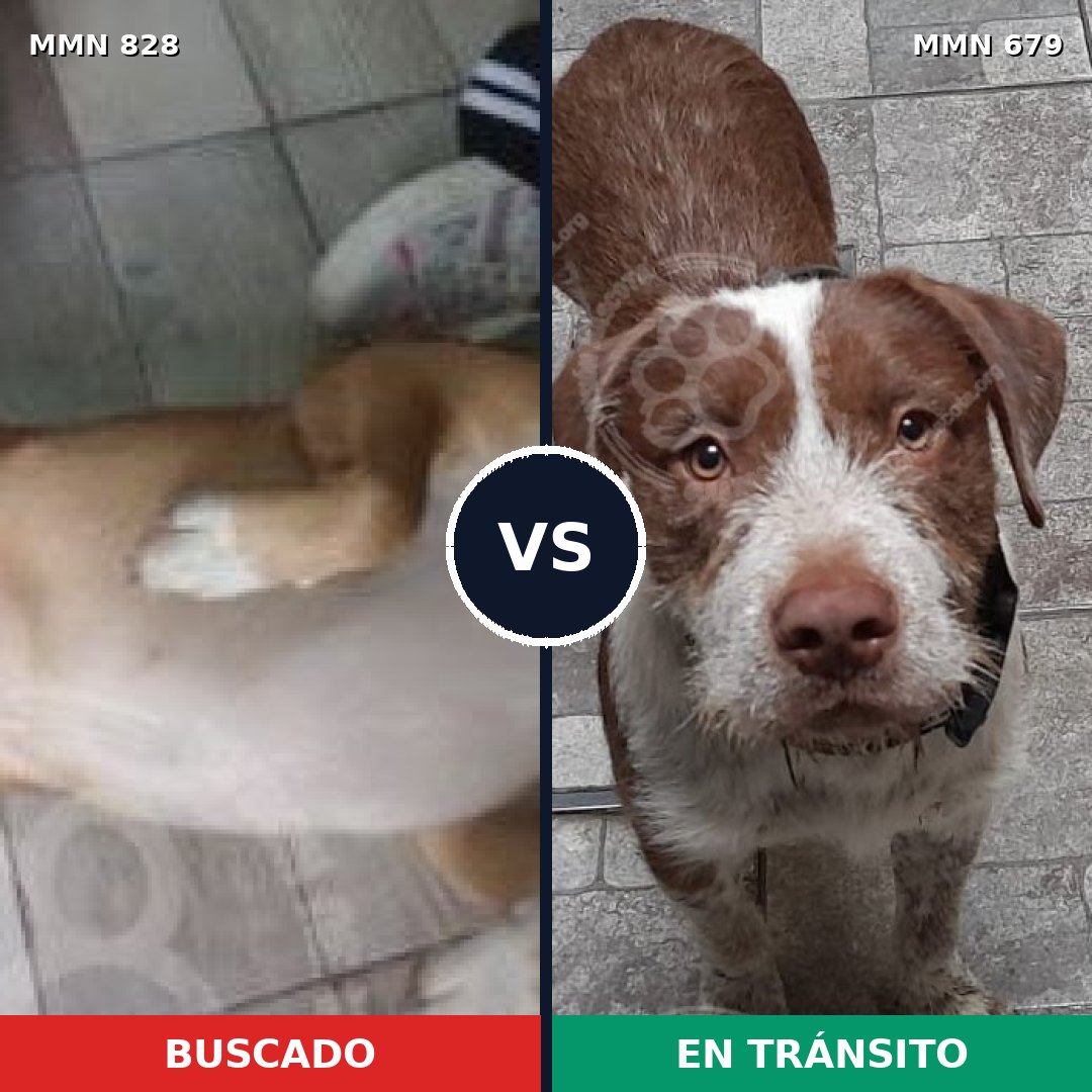 Comparativa MMS 13076: mascota perdida y mascota encontrada, 61% de similitud