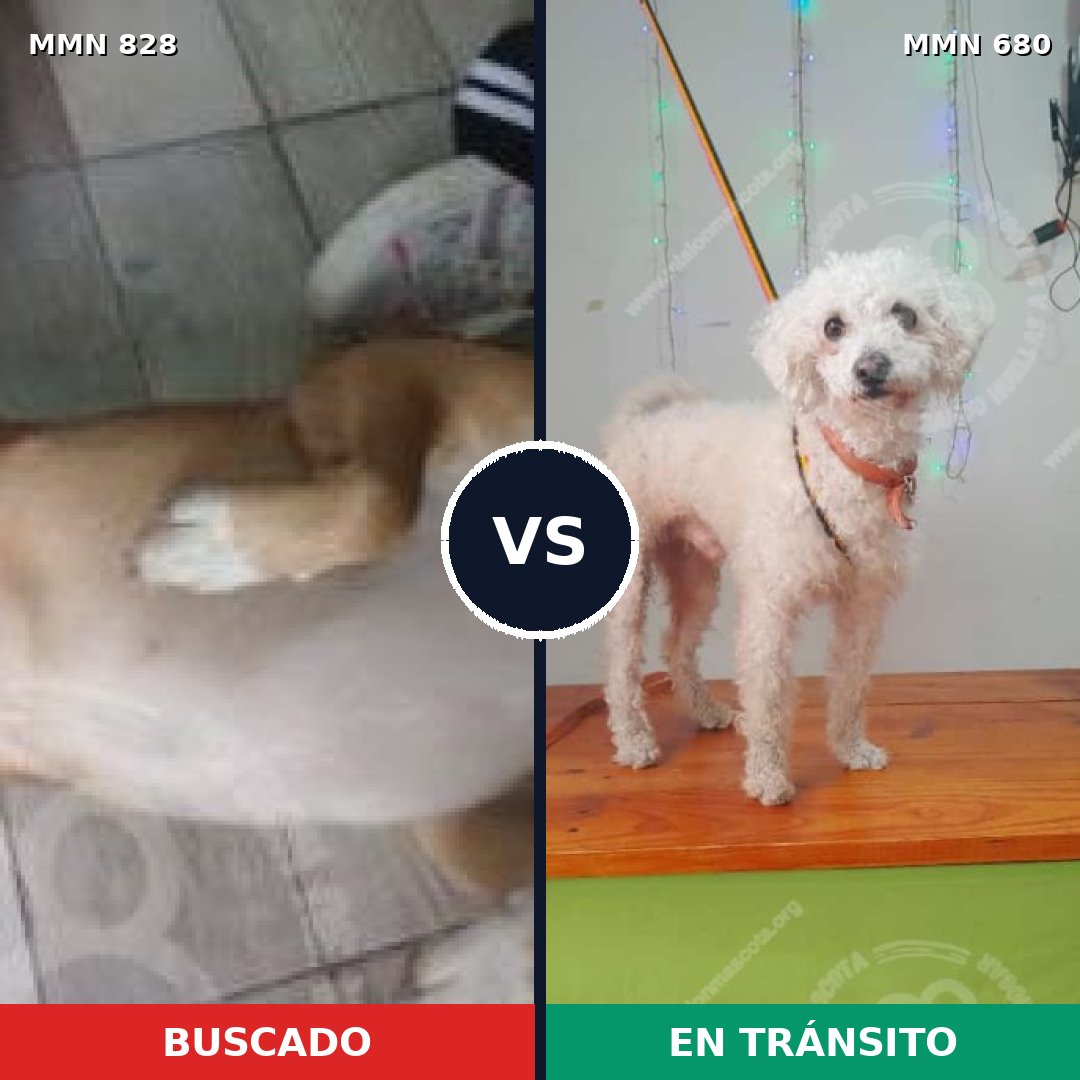 Comparativa MMS 13077: mascota perdida y mascota encontrada, 44% de similitud