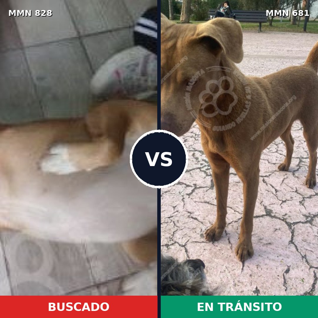 Comparativa MMS 13078: mascota perdida y mascota encontrada, 32% de similitud