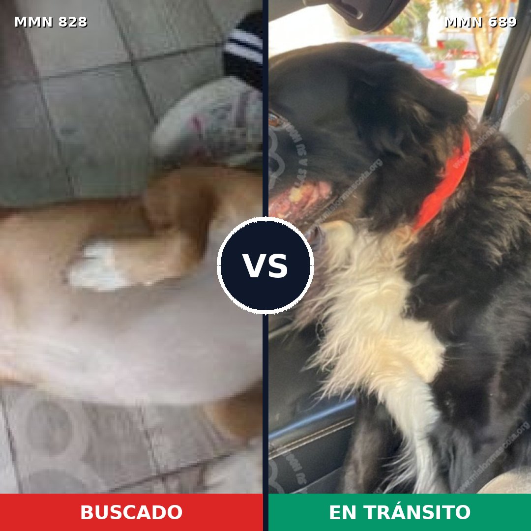 Comparativa MMS 13079: mascota perdida y mascota encontrada, 43% de similitud