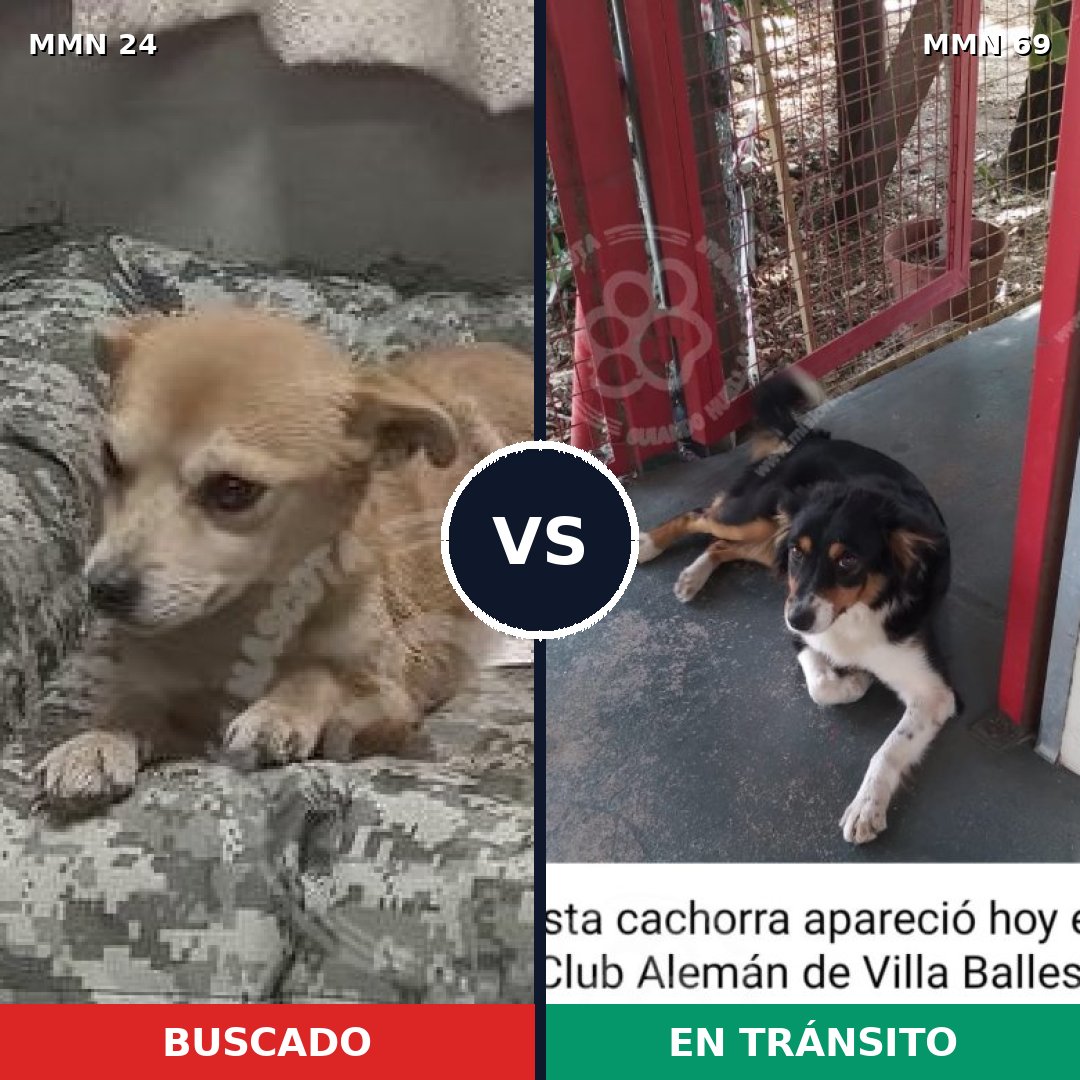 Comparativa MMS 1308: mascota perdida y mascota encontrada, 62% de similitud