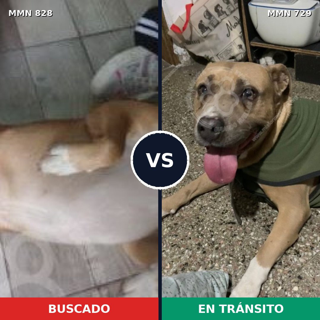 Comparativa MMS 13081: mascota perdida y mascota encontrada, 51% de similitud