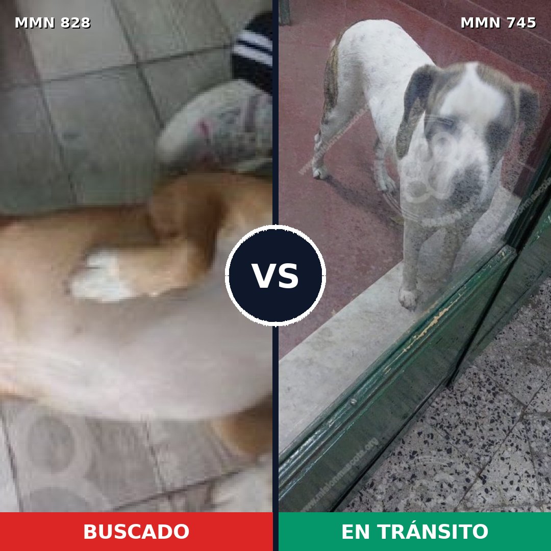 Comparativa MMS 13082: mascota perdida y mascota encontrada, 46% de similitud