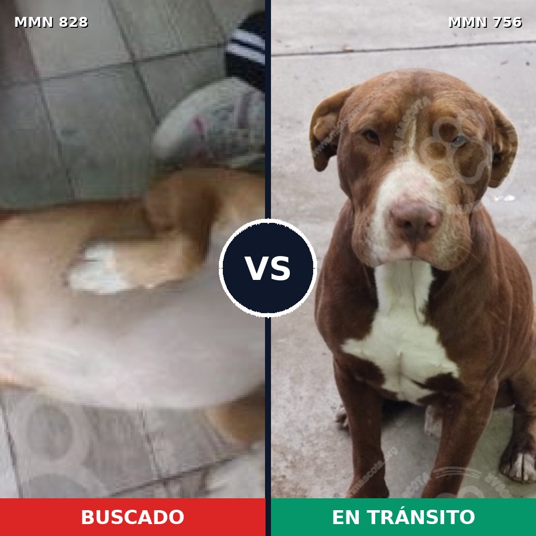 Comparativa MMS 13084: mascota perdida y mascota encontrada, 35% de similitud