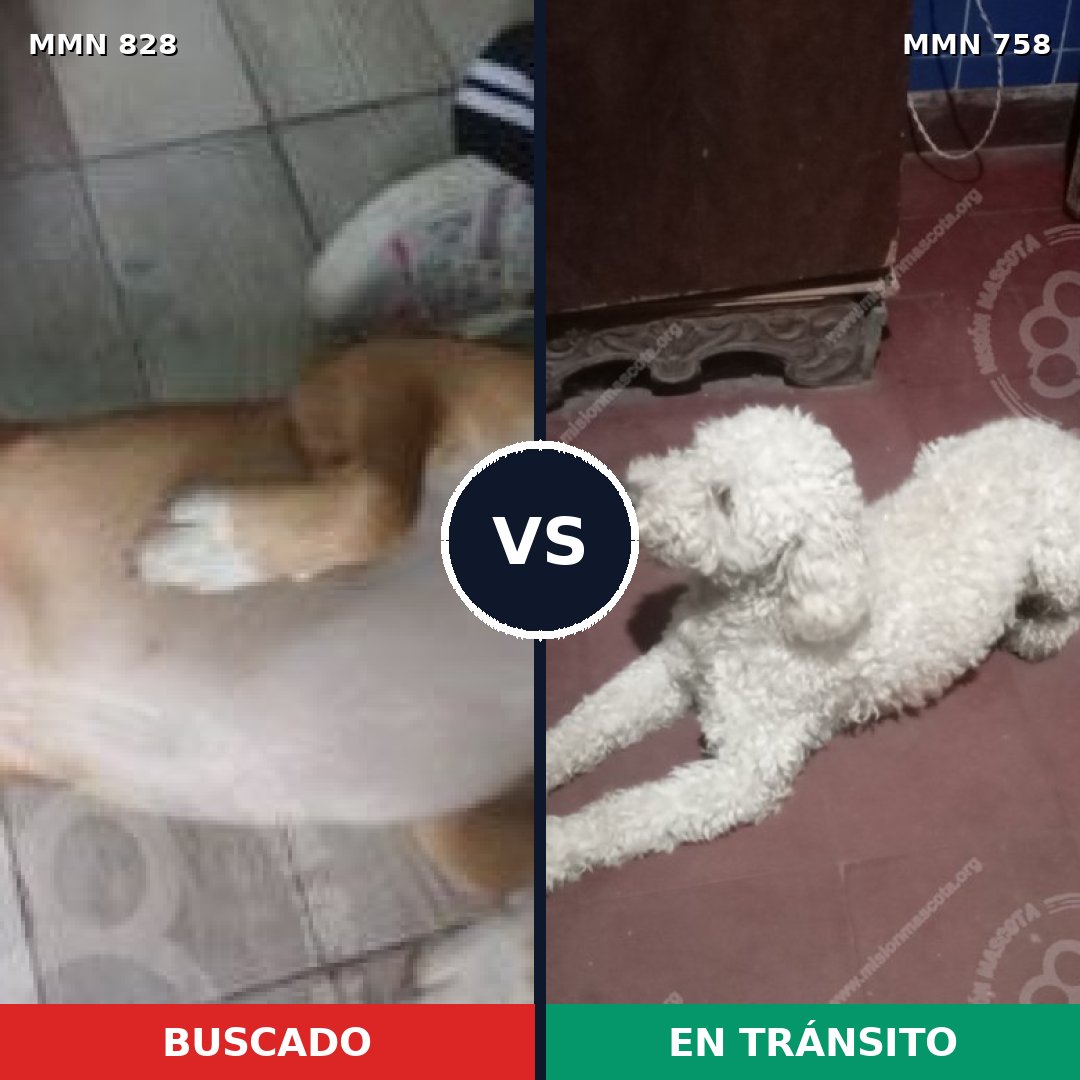 Comparativa MMS 13085: mascota perdida y mascota encontrada, 36% de similitud