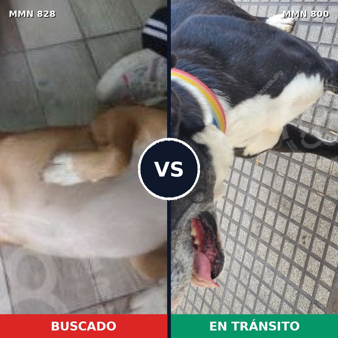 Comparativa MMS 13086: mascota perdida y mascota encontrada, 44% de similitud
