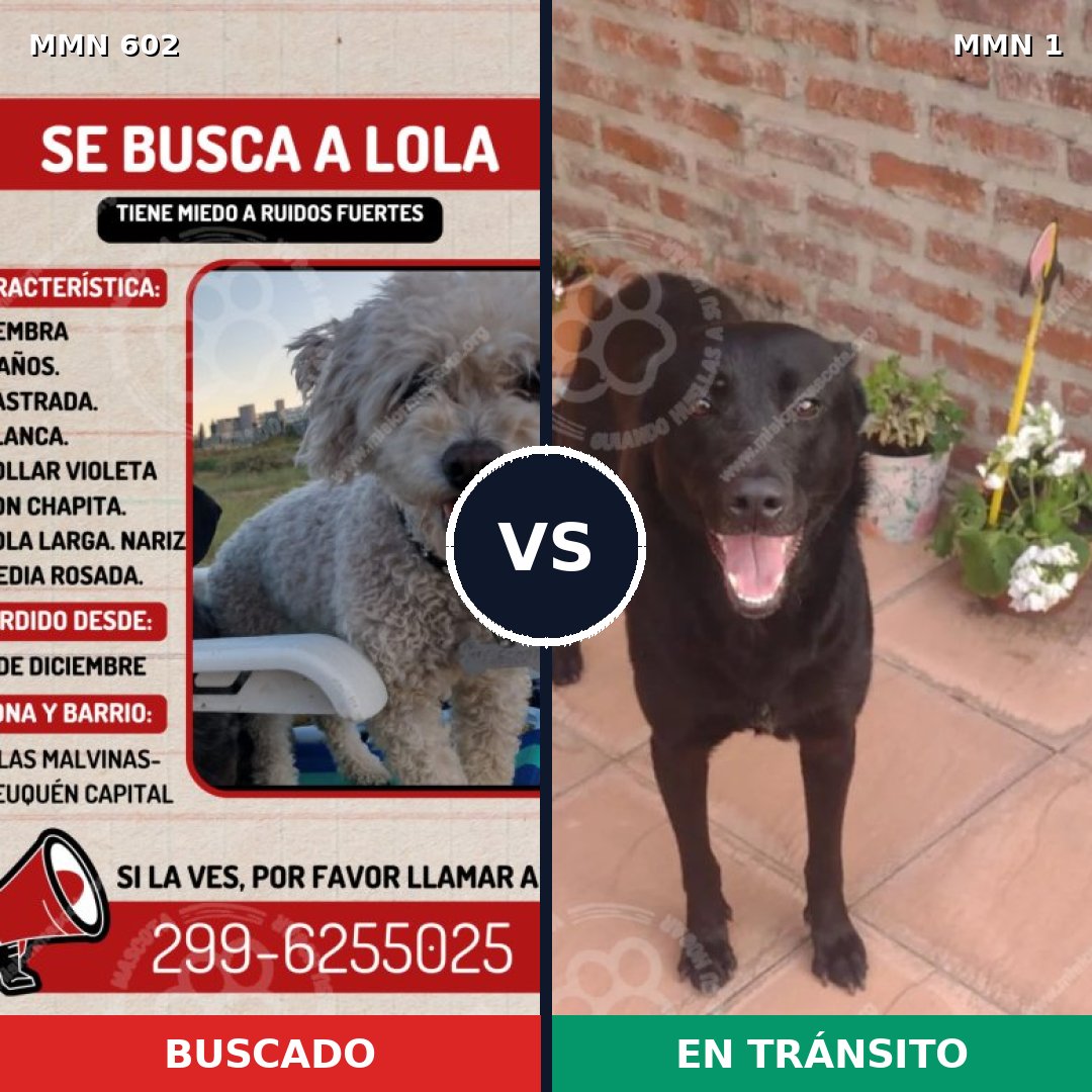 Comparativa MMS 13087: mascota perdida y mascota encontrada, 8% de similitud