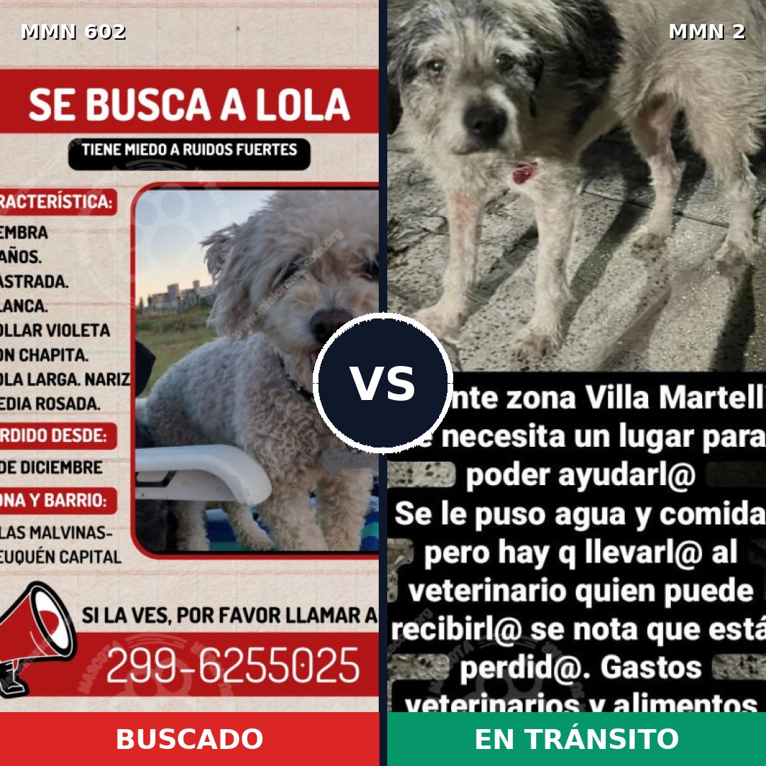 Comparativa MMS 13088: mascota perdida y mascota encontrada, 18% de similitud
