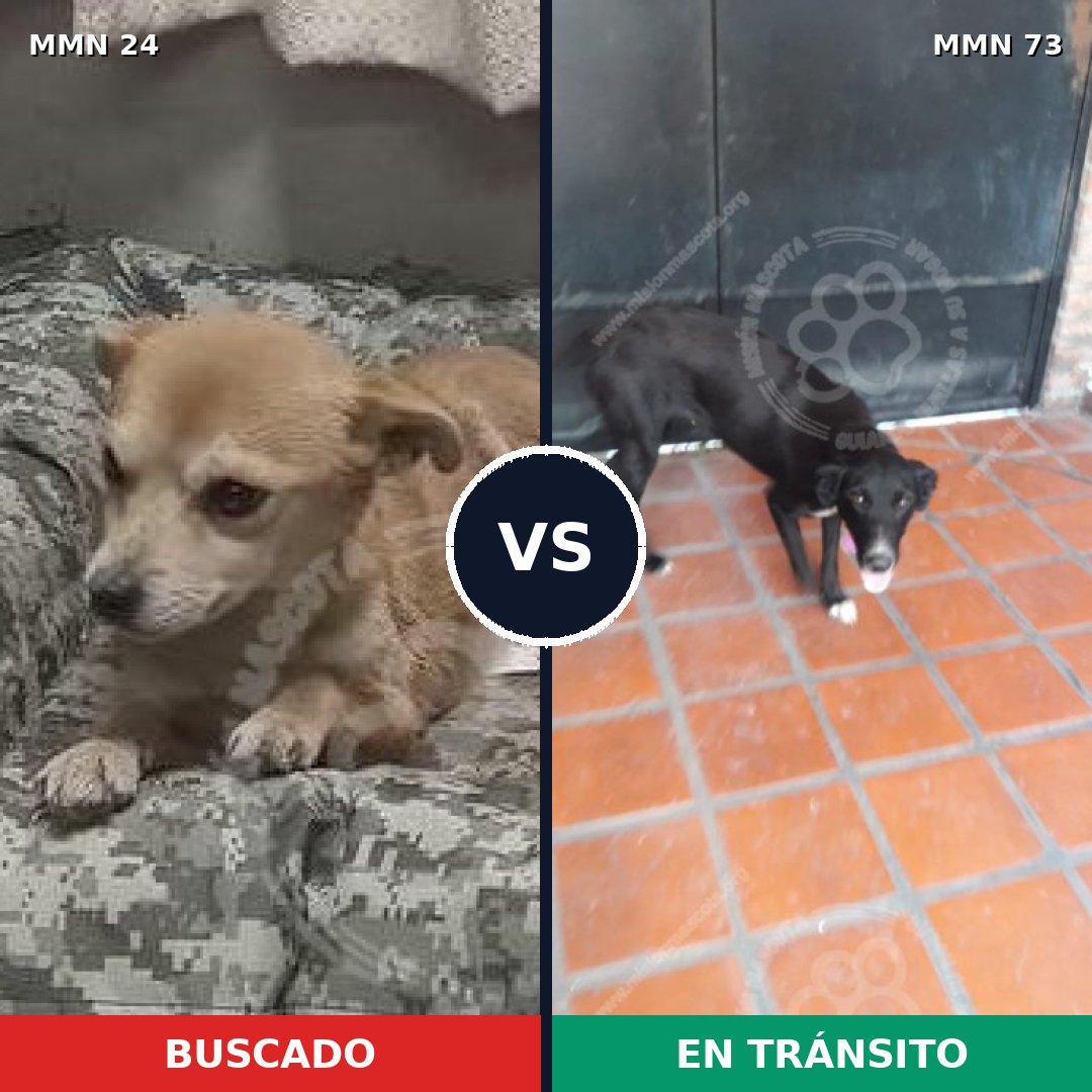 Comparativa MMS 1309: mascota perdida y mascota encontrada, 60% de similitud