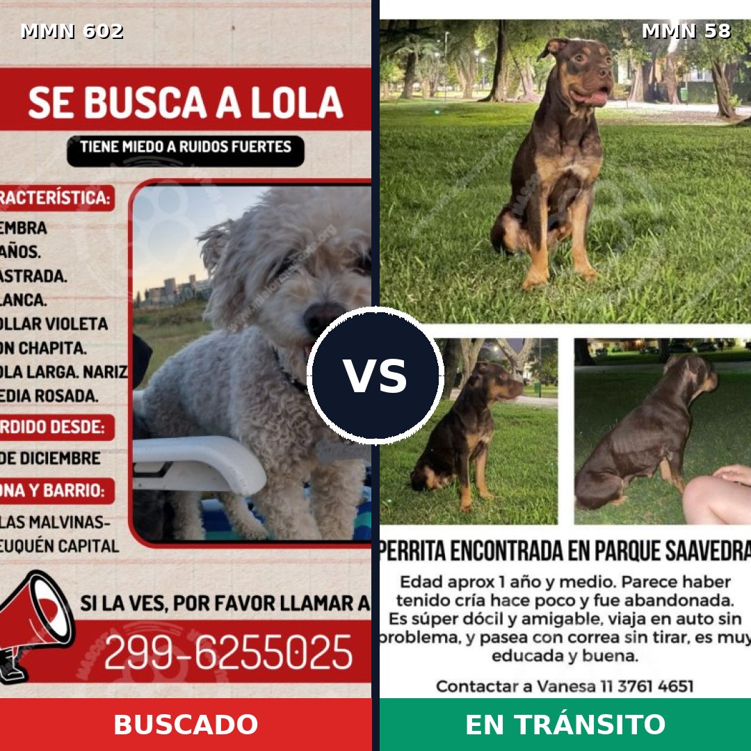 Comparativa MMS 13091: mascota perdida y mascota encontrada, 8% de similitud