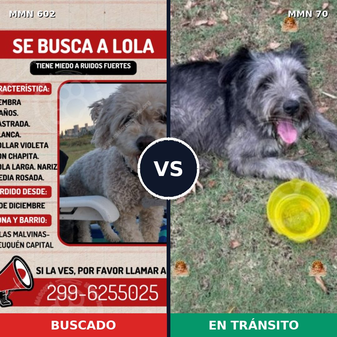 Comparativa MMS 13094: mascota perdida y mascota encontrada, 16% de similitud