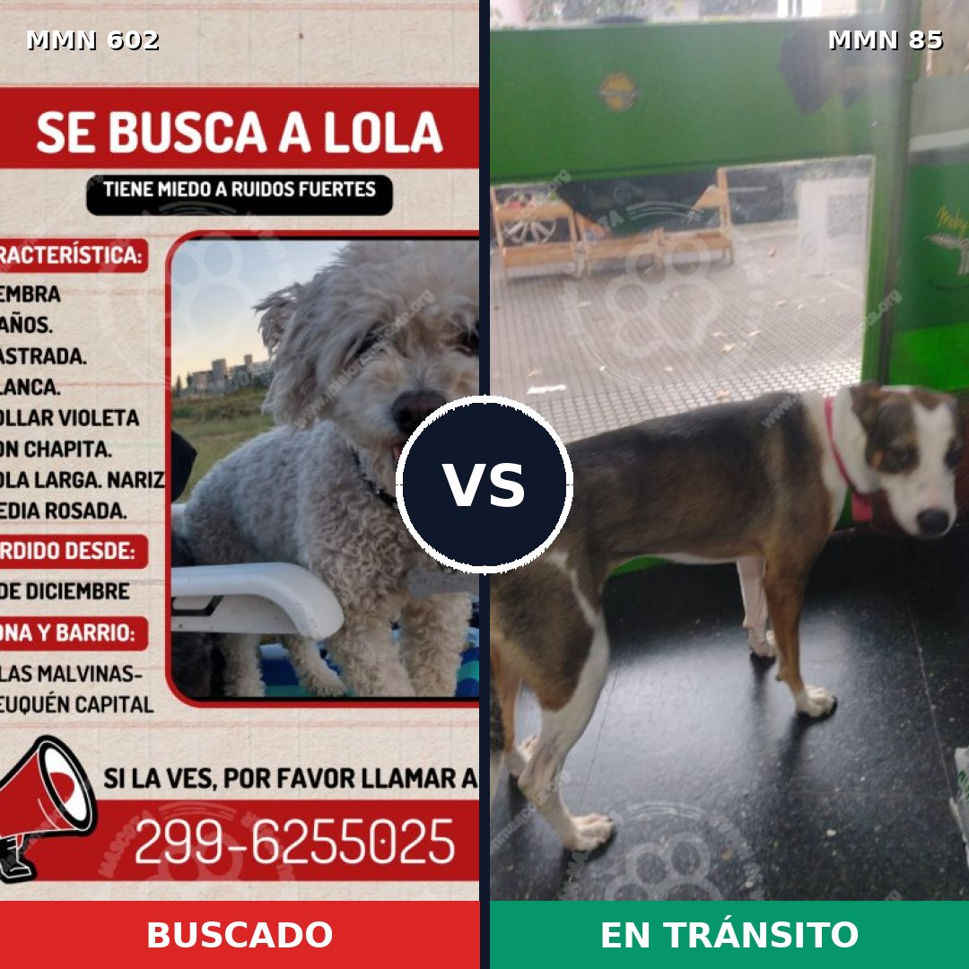 Comparativa MMS 13096: mascota perdida y mascota encontrada, 12% de similitud
