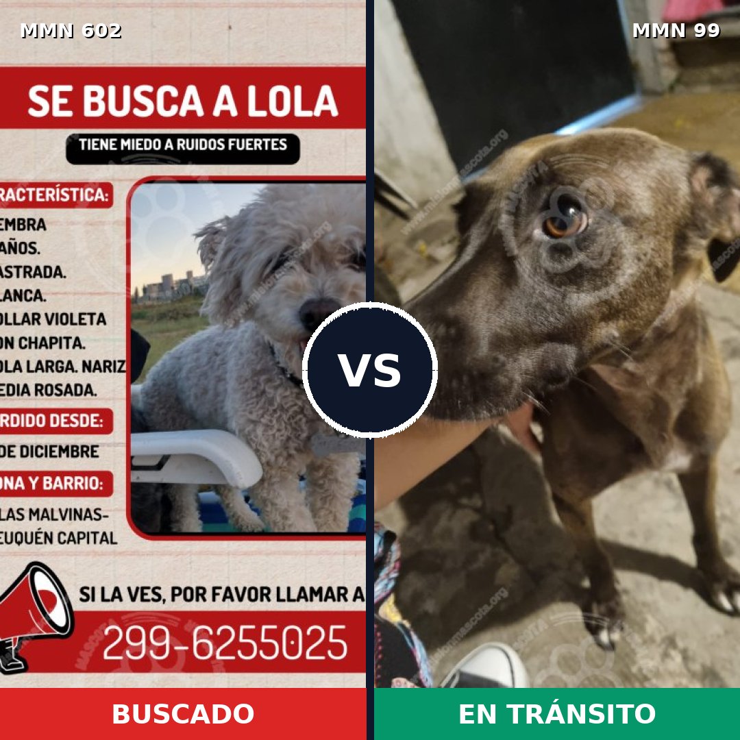 Comparativa MMS 13097: mascota perdida y mascota encontrada, 23% de similitud