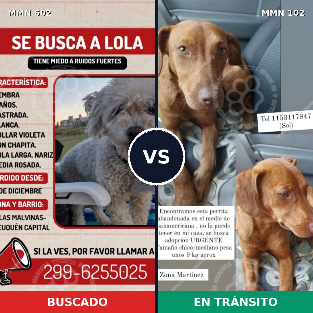 Comparativa MMS 13098: mascota perdida y mascota encontrada, 8% de similitud