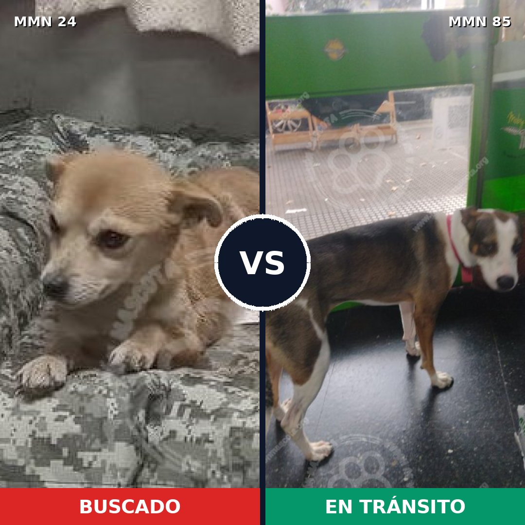 Comparativa MMS 1310: mascota perdida y mascota encontrada, 45% de similitud