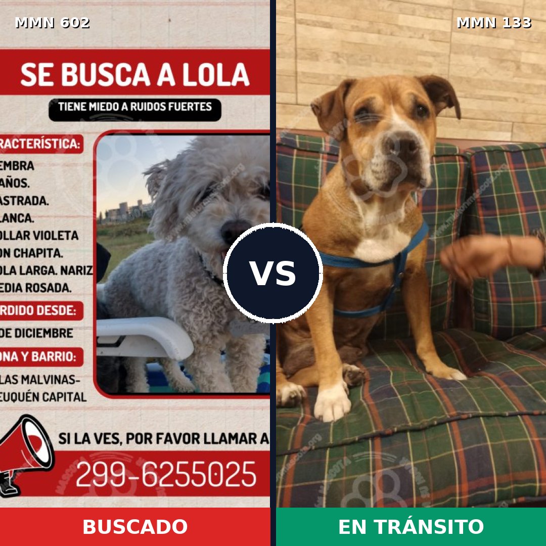 Comparativa MMS 13100: mascota perdida y mascota encontrada, 14% de similitud
