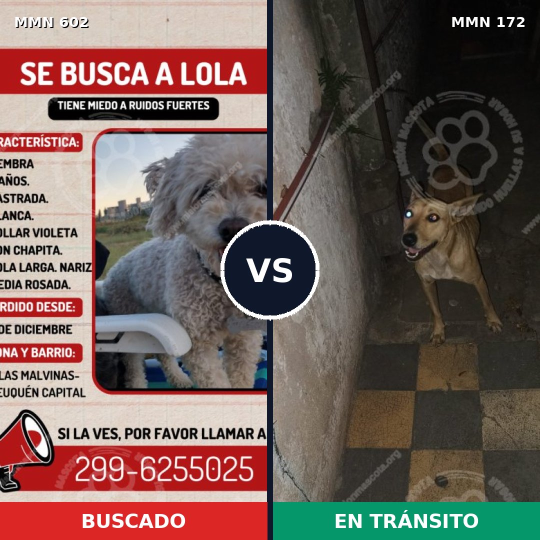 Comparativa MMS 13101: mascota perdida y mascota encontrada, 15% de similitud