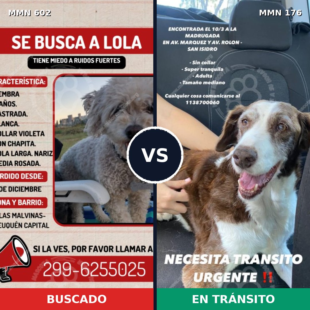 Comparativa MMS 13103: mascota perdida y mascota encontrada, 19% de similitud