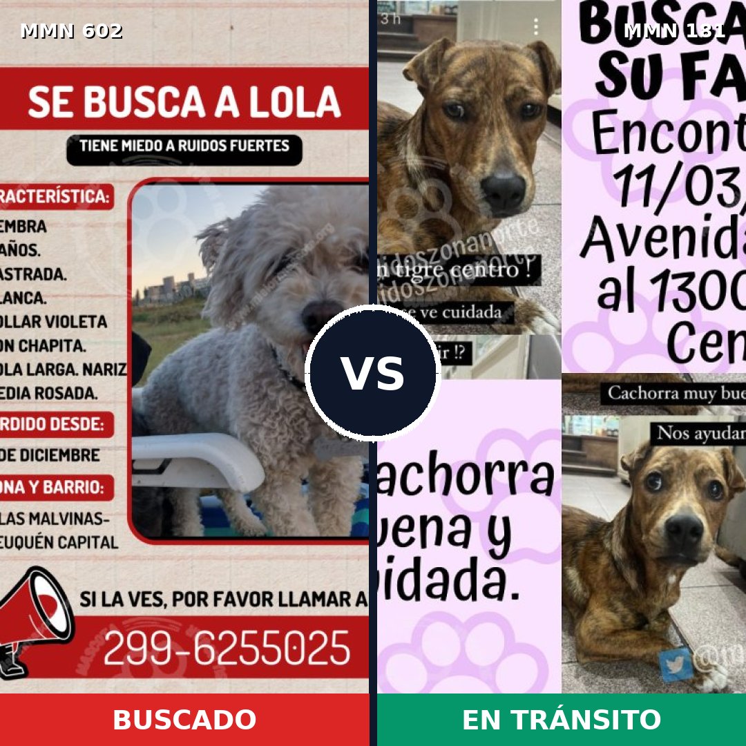 Comparativa MMS 13105: mascota perdida y mascota encontrada, 10% de similitud