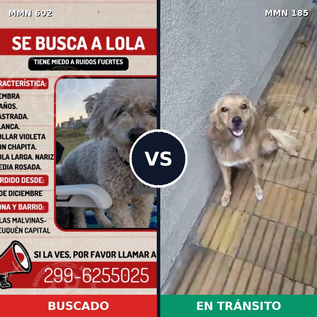 Comparativa MMS 13107: mascota perdida y mascota encontrada, 16% de similitud