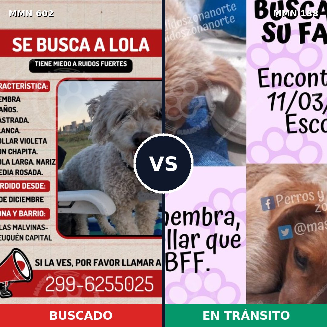 Comparativa MMS 13108: mascota perdida y mascota encontrada, 22% de similitud
