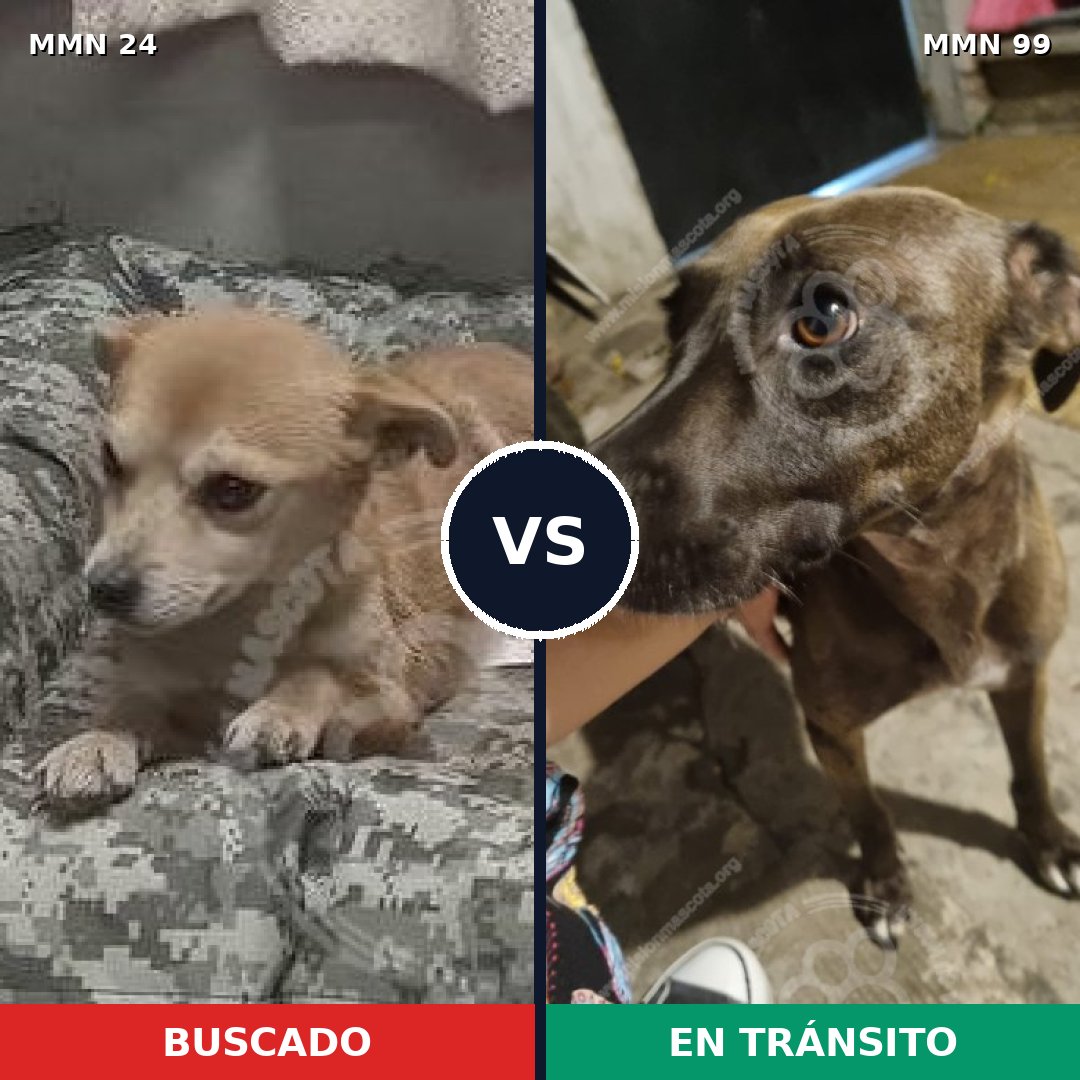 Comparativa MMS 1311: mascota perdida y mascota encontrada, 71% de similitud
