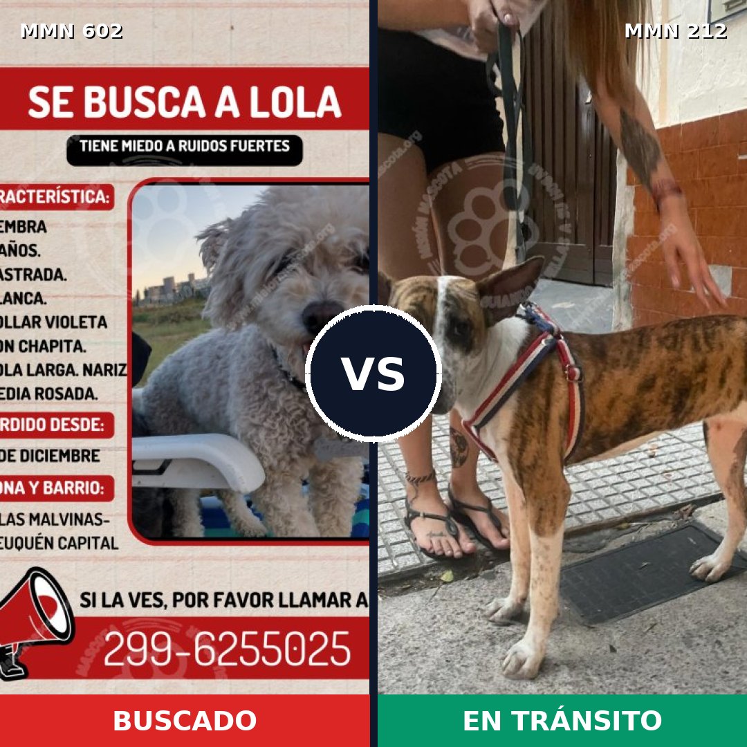 Comparativa MMS 13110: mascota perdida y mascota encontrada, 11% de similitud