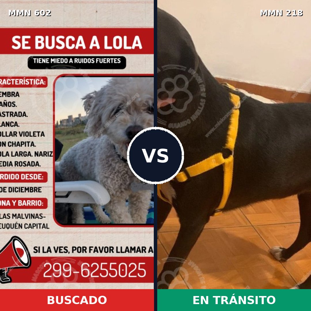 Comparativa MMS 13111: mascota perdida y mascota encontrada, 16% de similitud