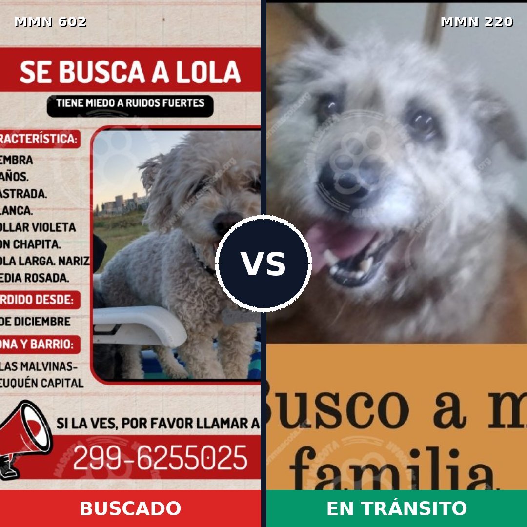 Comparativa MMS 13112: mascota perdida y mascota encontrada, 13% de similitud