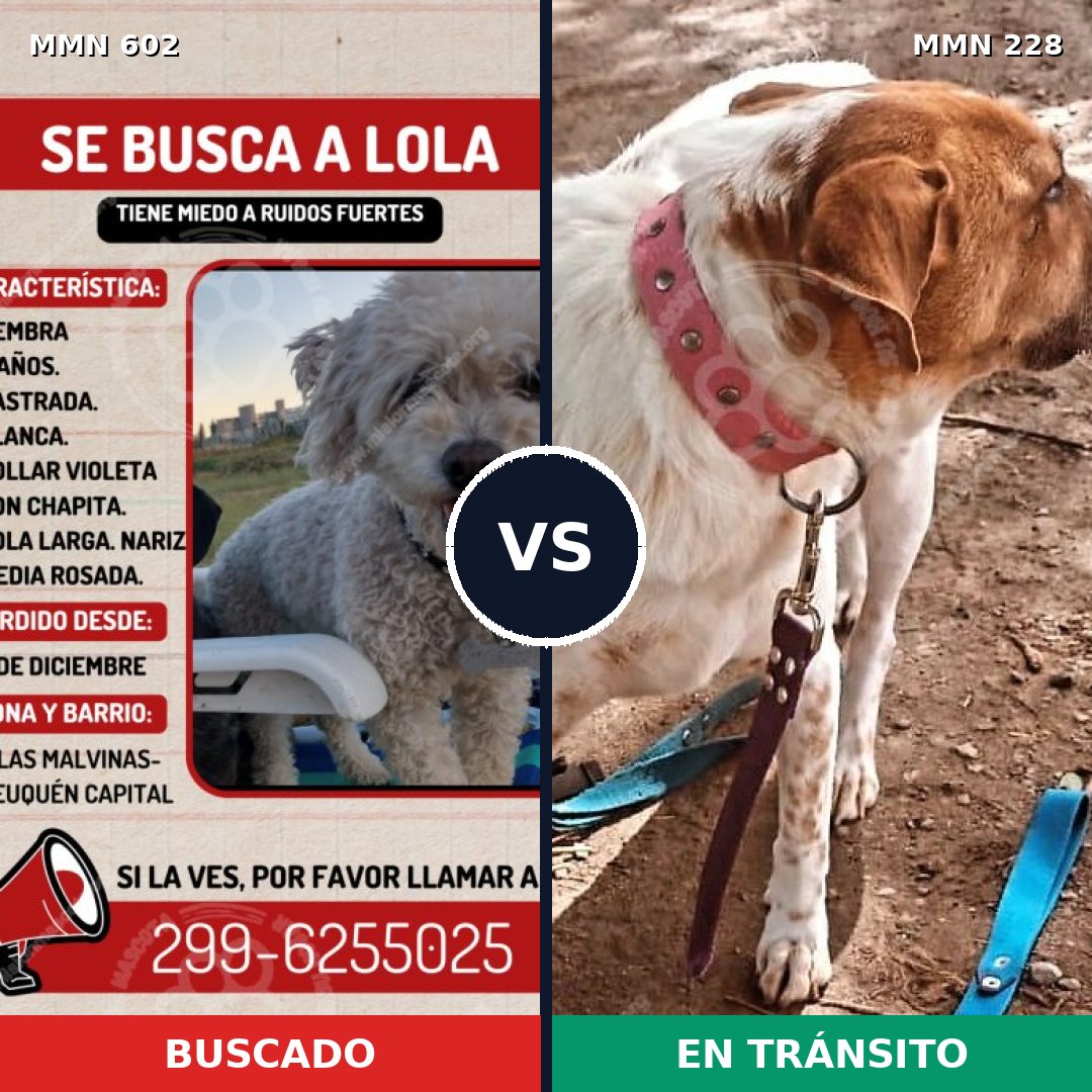 Comparativa MMS 13113: mascota perdida y mascota encontrada, 24% de similitud