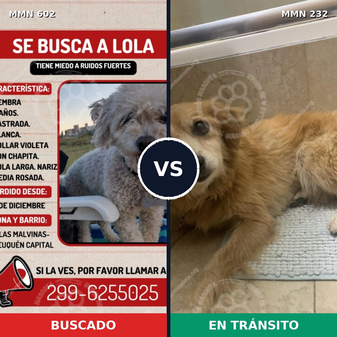 Comparativa MMS 13114: mascota perdida y mascota encontrada, 28% de similitud