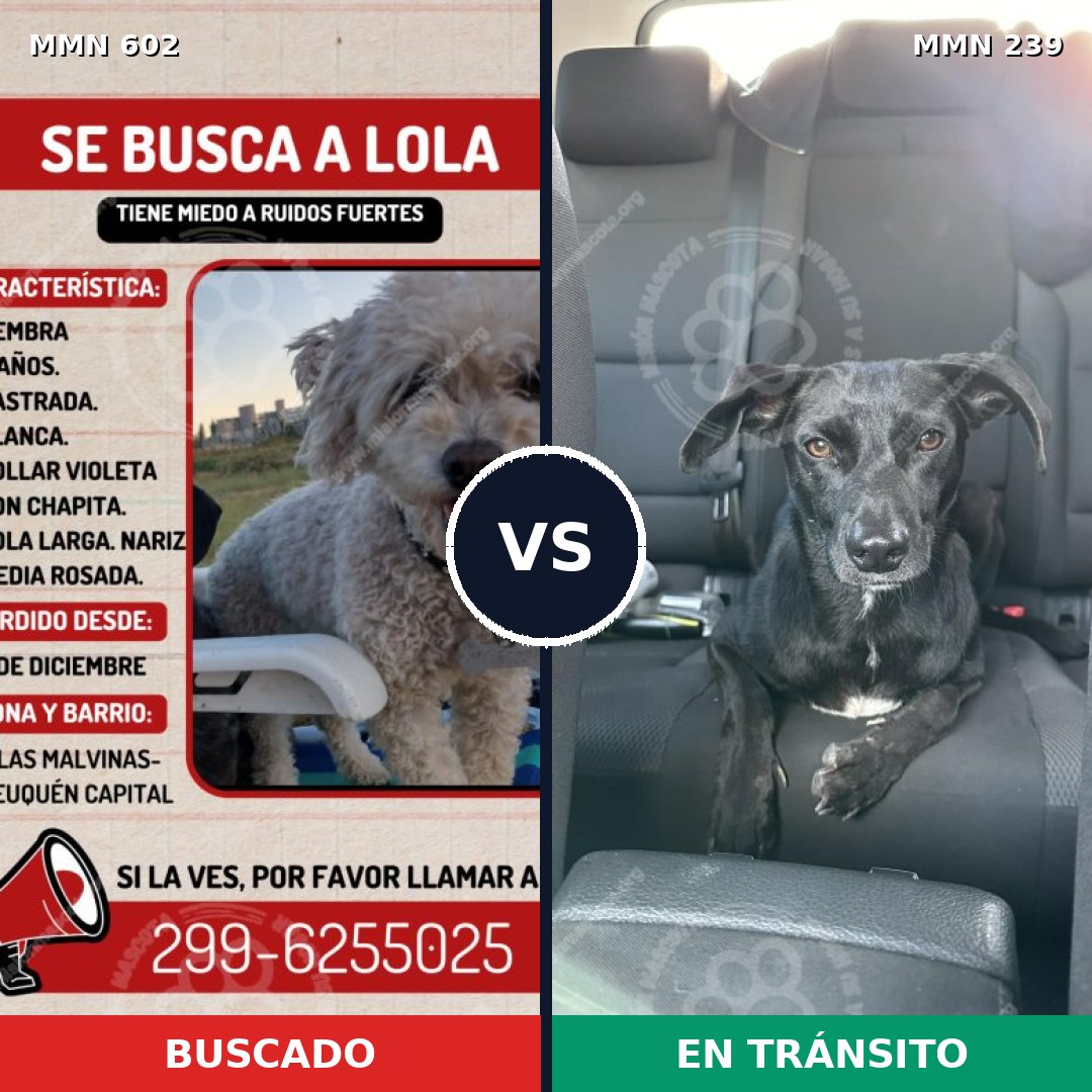 Comparativa MMS 13115: mascota perdida y mascota encontrada, 14% de similitud