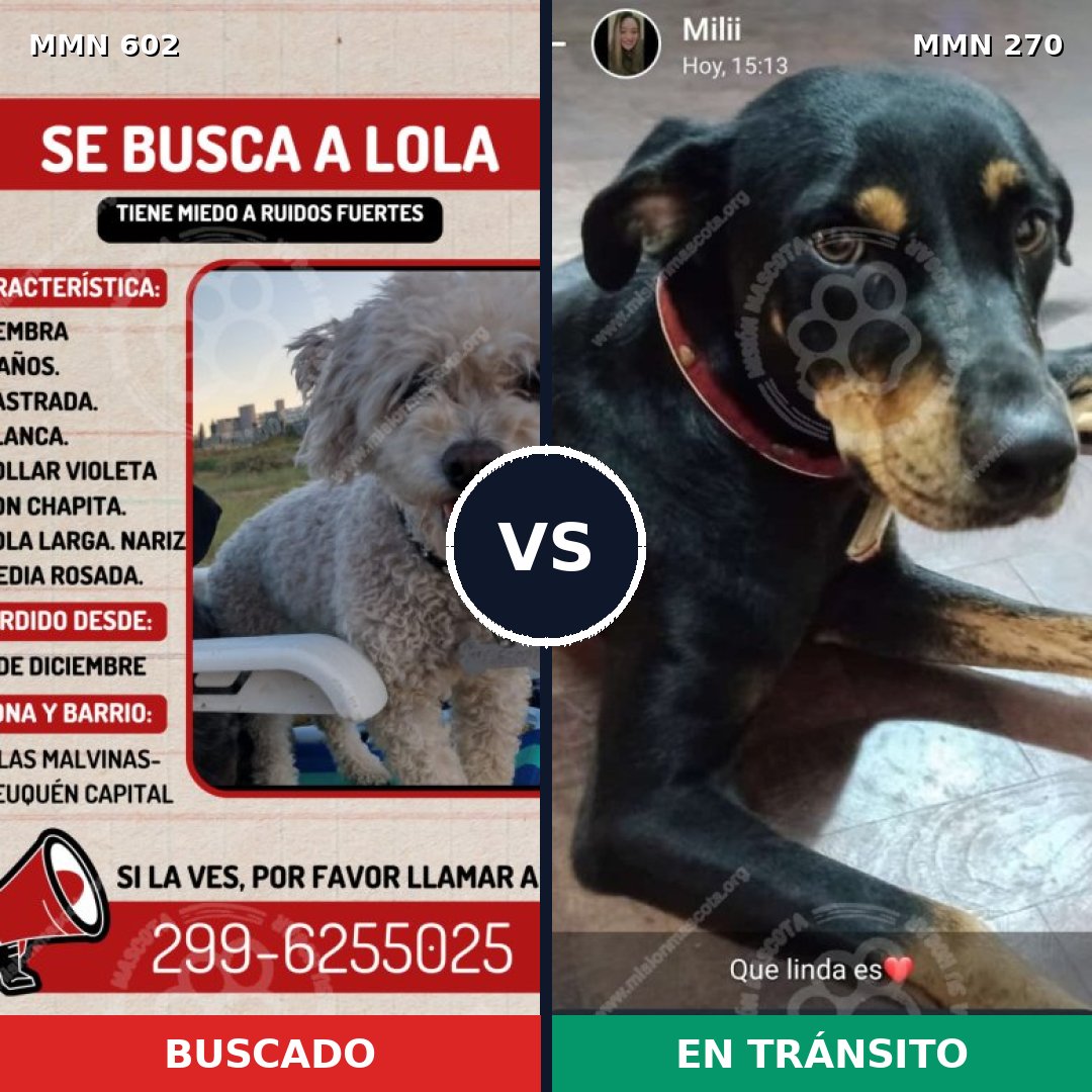 Comparativa MMS 13116: mascota perdida y mascota encontrada, 10% de similitud