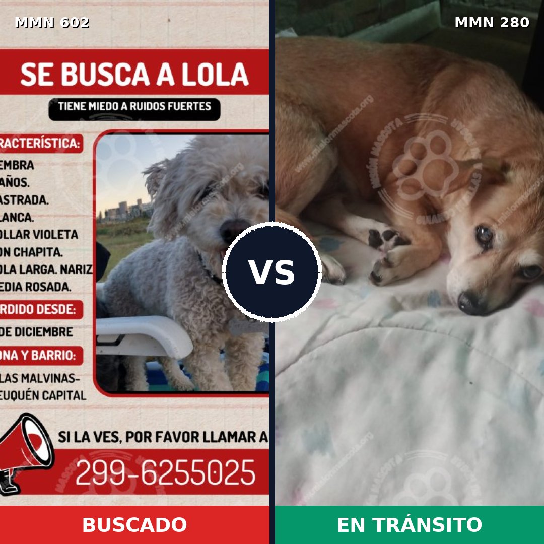 Comparativa MMS 13117: mascota perdida y mascota encontrada, 27% de similitud
