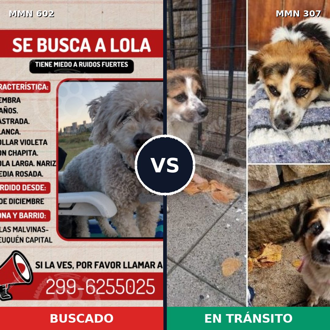 Comparativa MMS 13118: mascota perdida y mascota encontrada, 24% de similitud