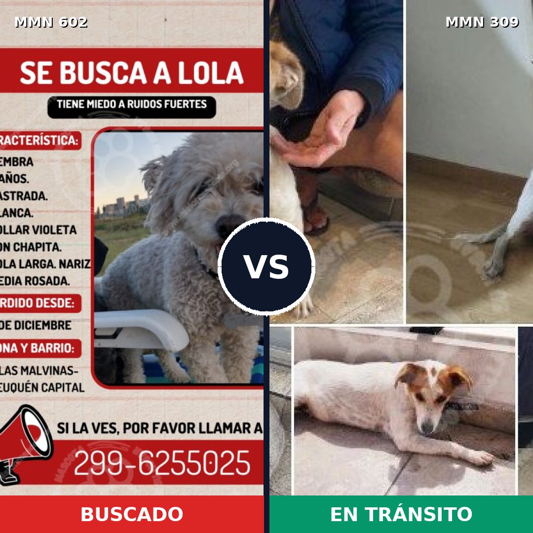 Comparativa MMS 13119: mascota perdida y mascota encontrada, 25% de similitud