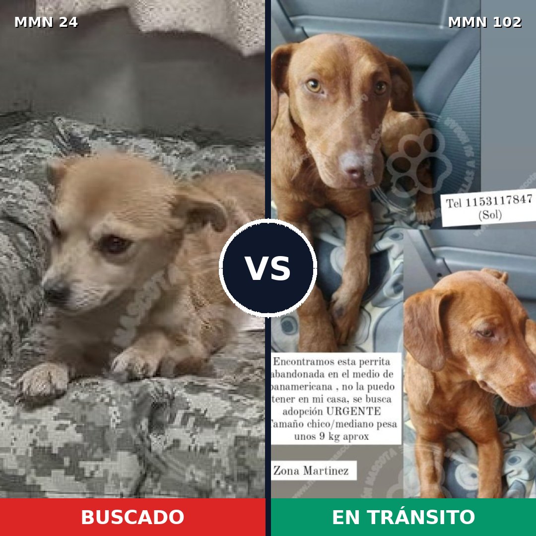 Comparativa MMS 1312: mascota perdida y mascota encontrada, 58% de similitud