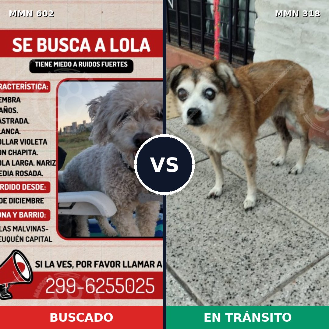Comparativa MMS 13121: mascota perdida y mascota encontrada, 33% de similitud