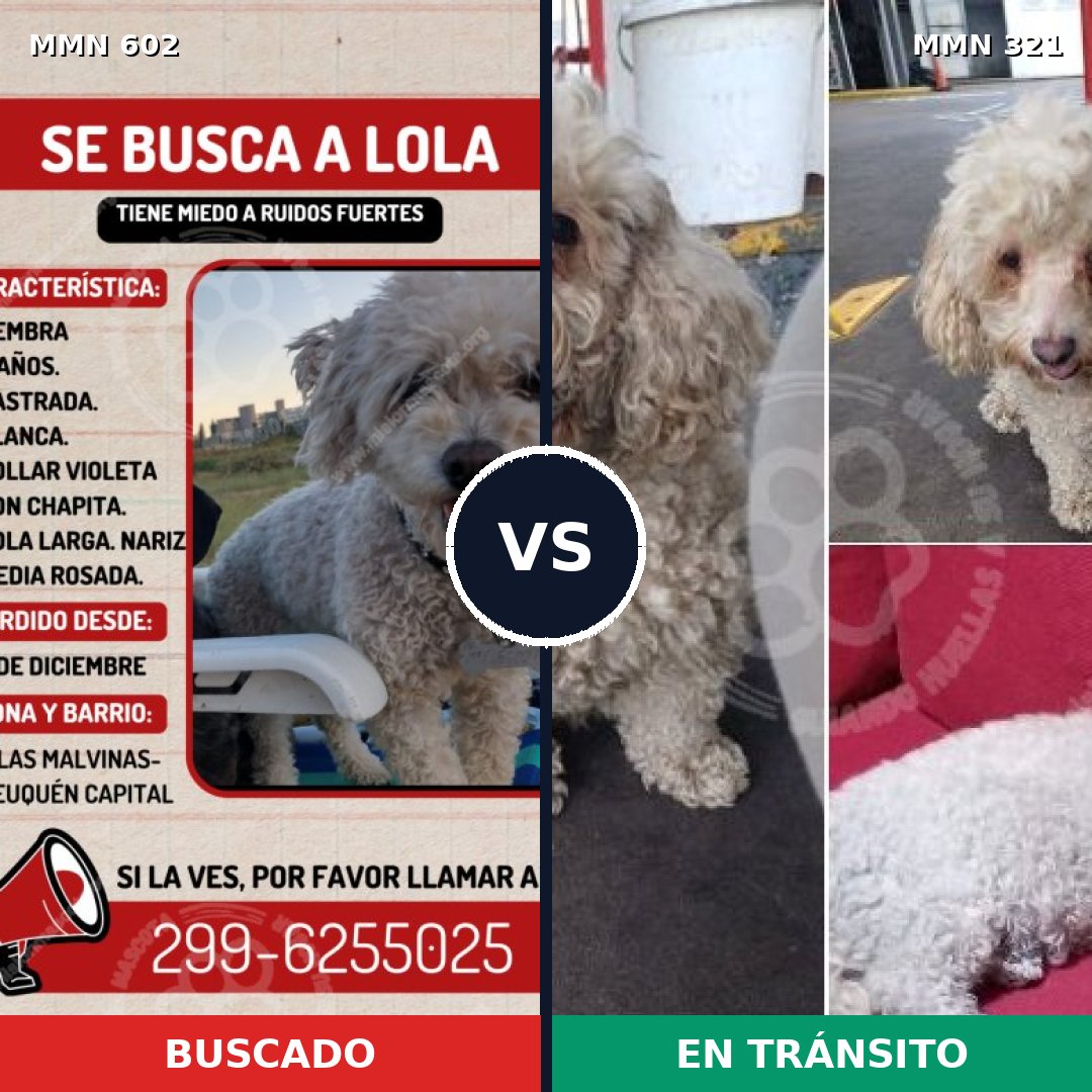 Comparativa MMS 13122: mascota perdida y mascota encontrada, 57% de similitud