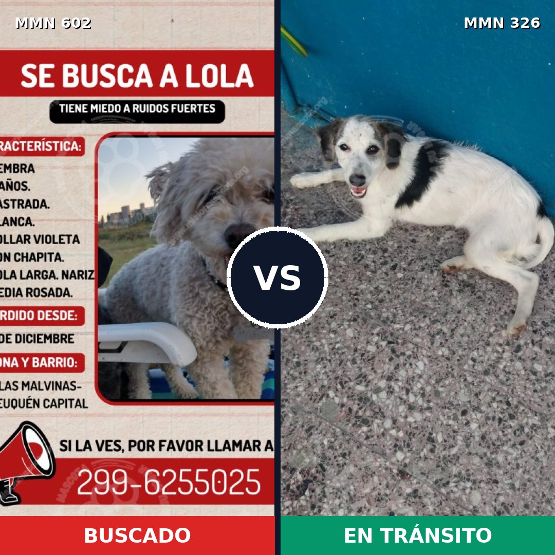 Comparativa MMS 13123: mascota perdida y mascota encontrada, 24% de similitud