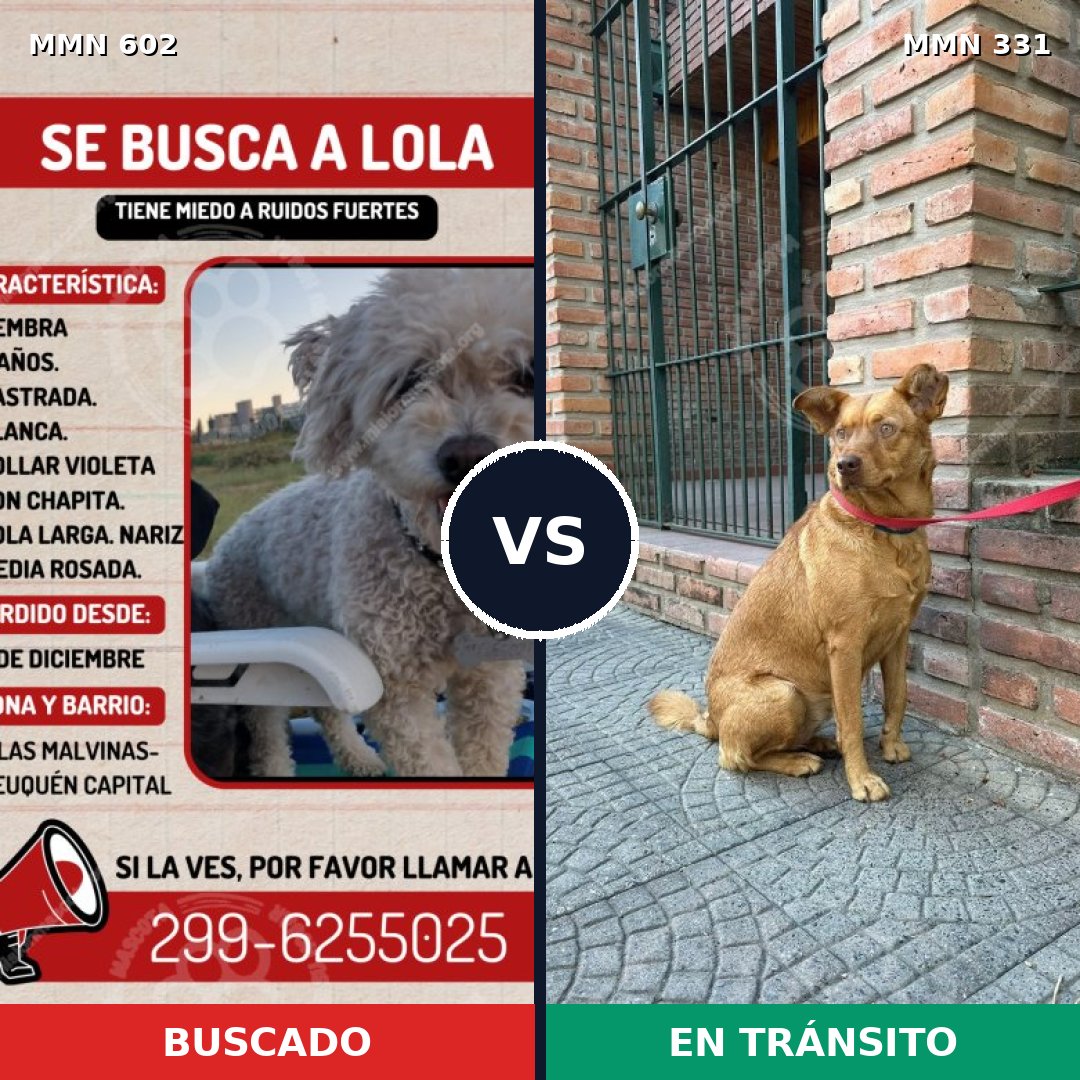 Comparativa MMS 13124: mascota perdida y mascota encontrada, 13% de similitud