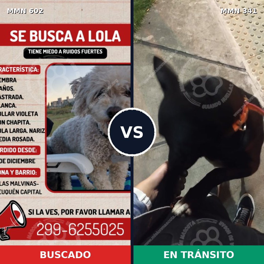 Comparativa MMS 13126: mascota perdida y mascota encontrada, 15% de similitud