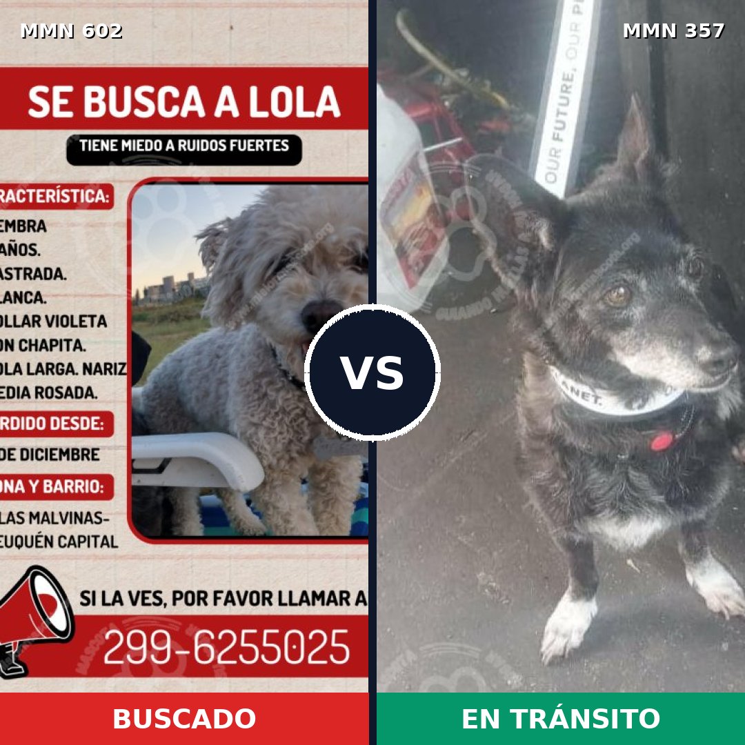 Comparativa MMS 13129: mascota perdida y mascota encontrada, 24% de similitud