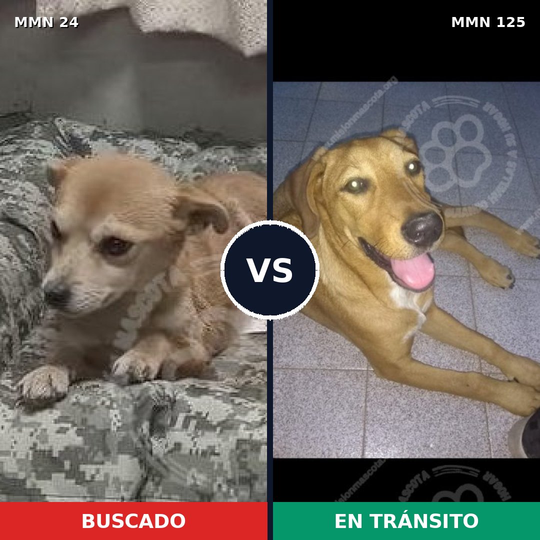 Comparativa MMS 1313: mascota perdida y mascota encontrada, 69% de similitud