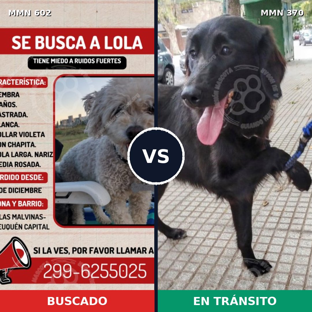 Comparativa MMS 13130: mascota perdida y mascota encontrada, 16% de similitud